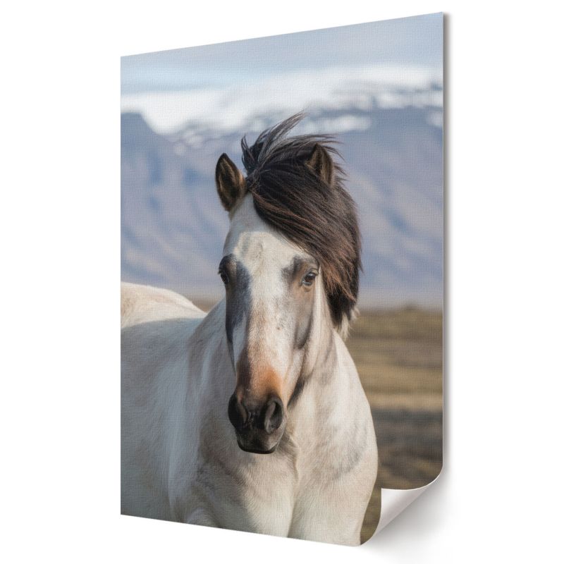 Plakat na ścianę Wallfluent Format A1 Koń z grzywą Artysta Omega 1 szt.