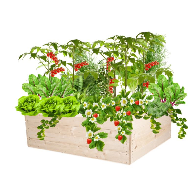 Inspekt warzywny MODO24 grządka naturalne drewno 36x103x100 cm 1 szt.