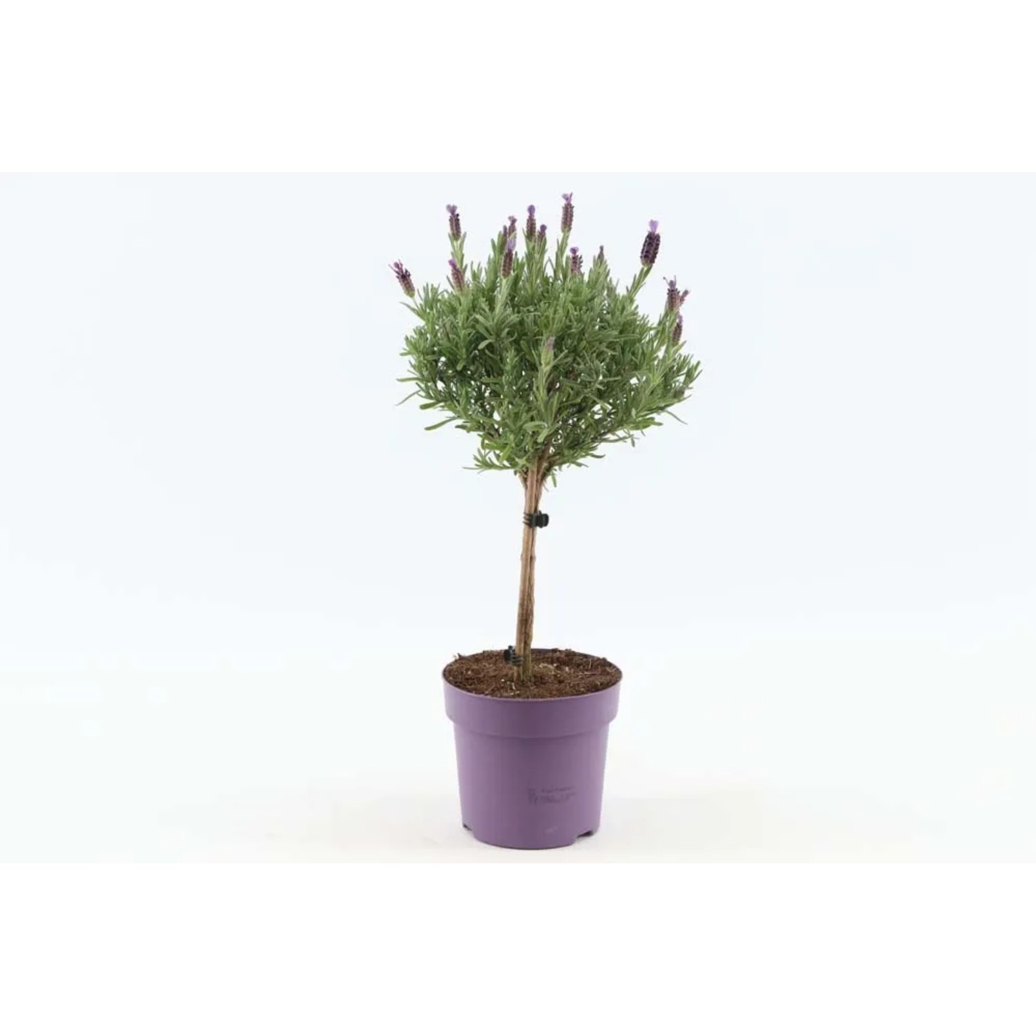 Lawenda wielkokwiatowa Anouk na pniu (Lavandula Sp.) - don. 12 cm