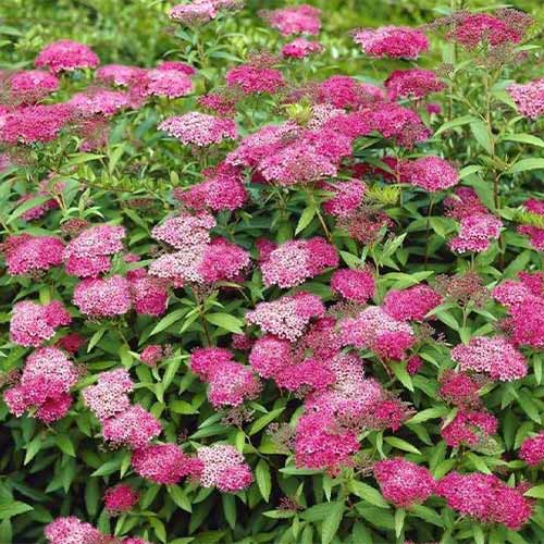 1 saz, Tavolník japonský Anthony Waterer - : Monžstvo balíkov: 1 saz