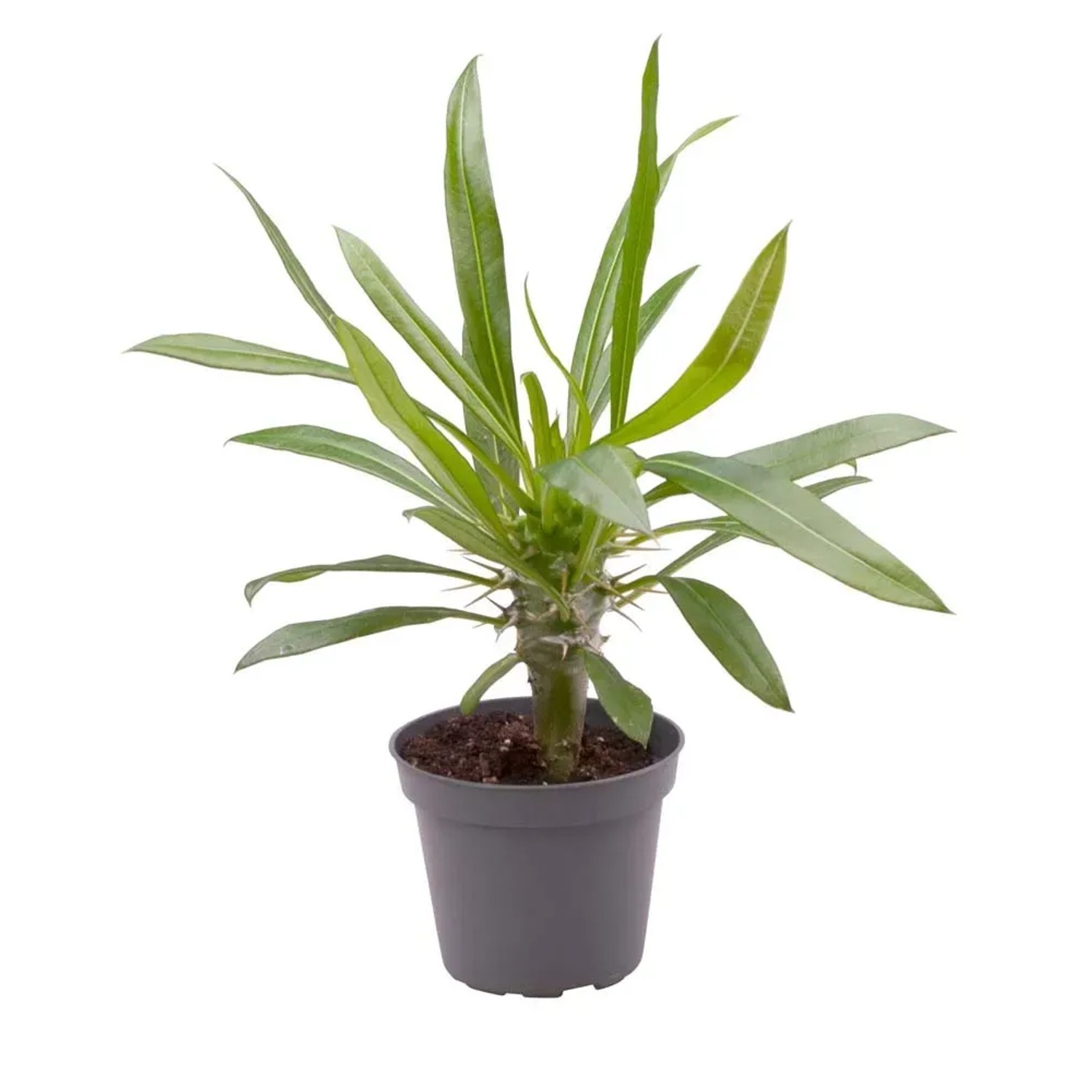 Palma (Pachypodium lamerei) - don. 6 cm