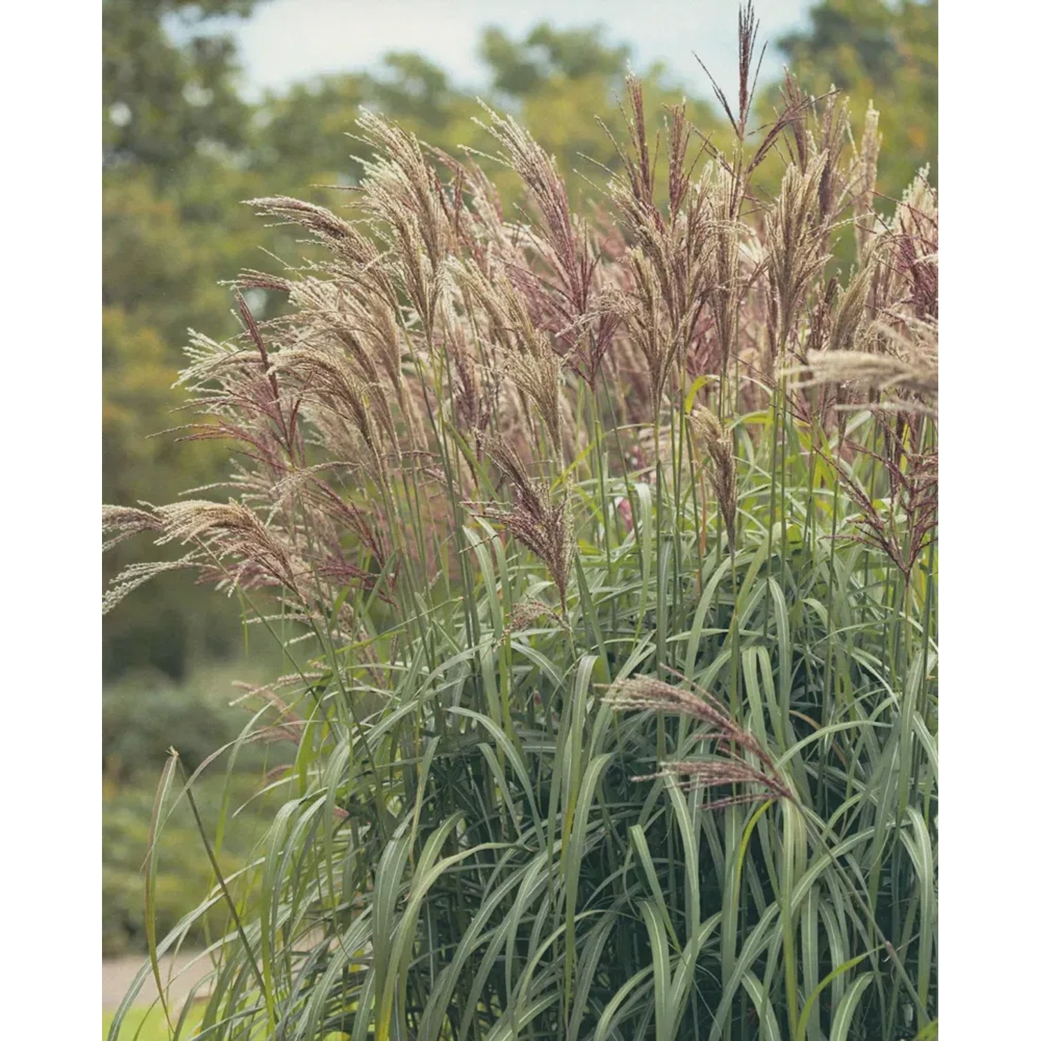 Miskant (Miscanthus sp.)