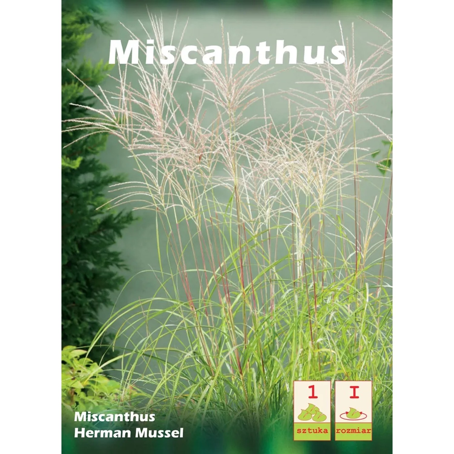 Miskant - Miscanthus Herman Mussel 1 szt.