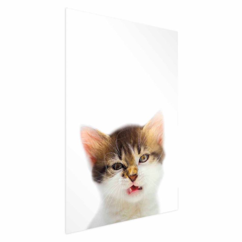 Plakat Artgeist Zirytowany kot 29,7x42 cm bez ramy bez marginesu 1 szt