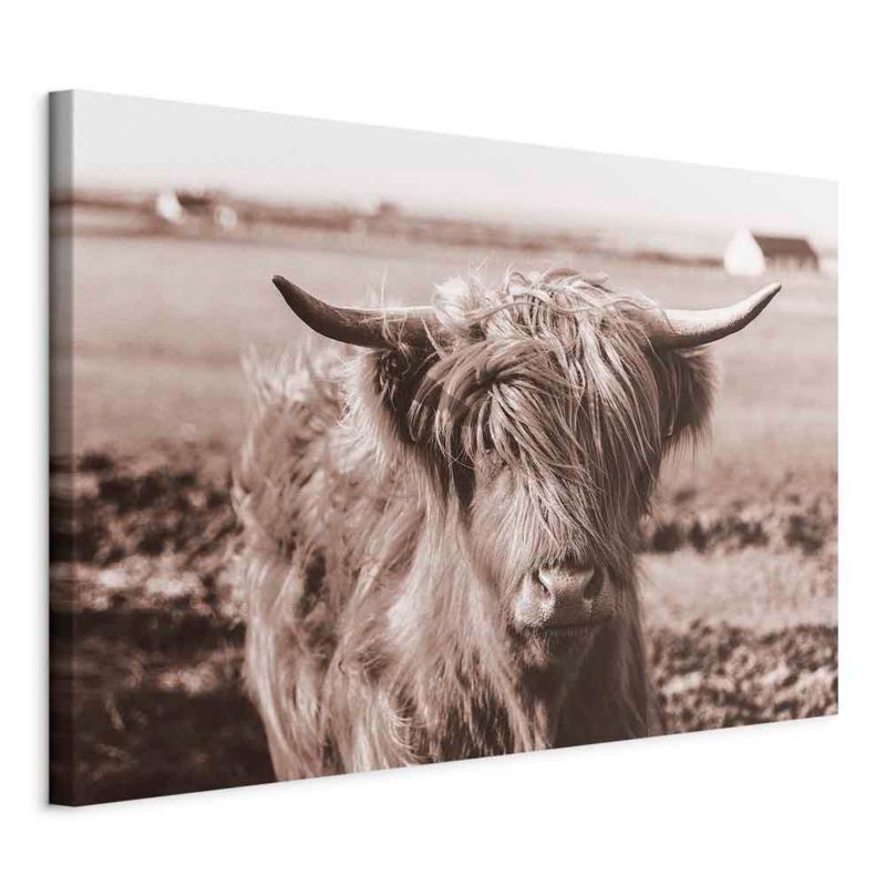 Obraz Artgeist Szkocka krowa 30 x 20 cm płótno włoskie 1 szt