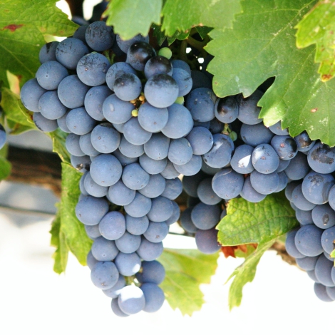1 buc, Viță de vie Cabernet Sauvignon - Butași: Mod de ambalare: 1 buc