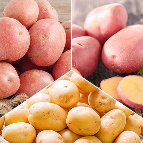 3 kg, Hihetetlen ajánlat! Vetőburgonya Gazdag termés, 3 fajtából álló készlet - Gumók: Mod de ambalare: 3 kg