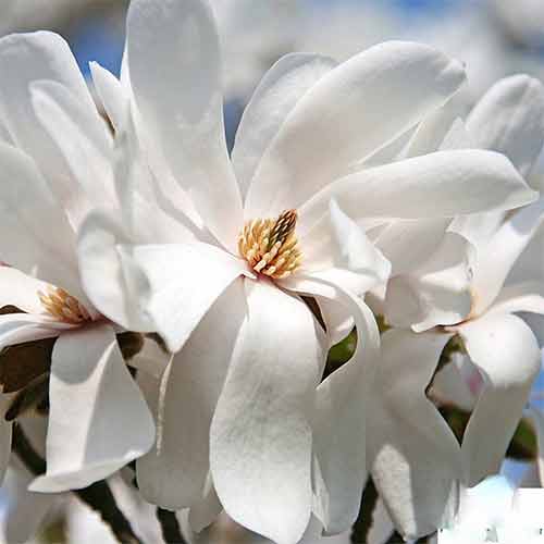 1 buc, Magnolia Merril - Răsaduri: Mod de ambalare: 1 buc