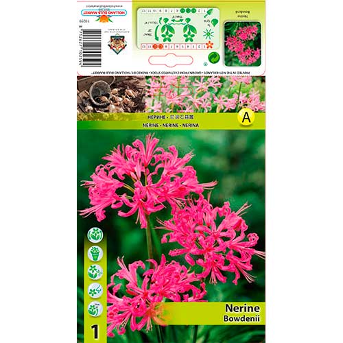 1 cib, Nerine (Nerine Bowdenii) růžová - : Monžstvo balíkov: 1 cib