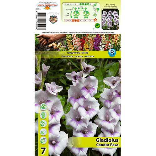 7 buc, Gladiole Condor Pasa - Bulbi: Mod de ambalare: 7 buc