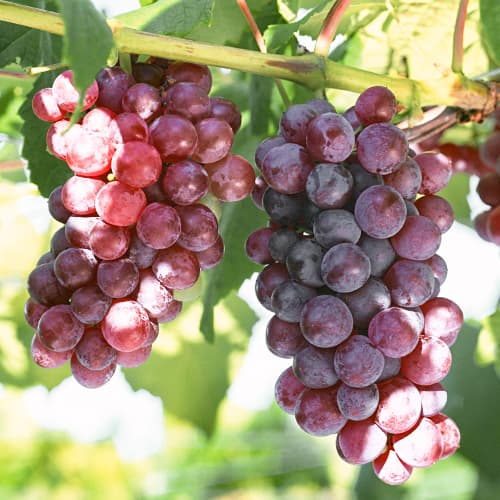 1 Pflanze(n), Weintraube Chrupka Pink - Setzlinge: Ilość w opakowaniu: 1 Pflanze(n)
