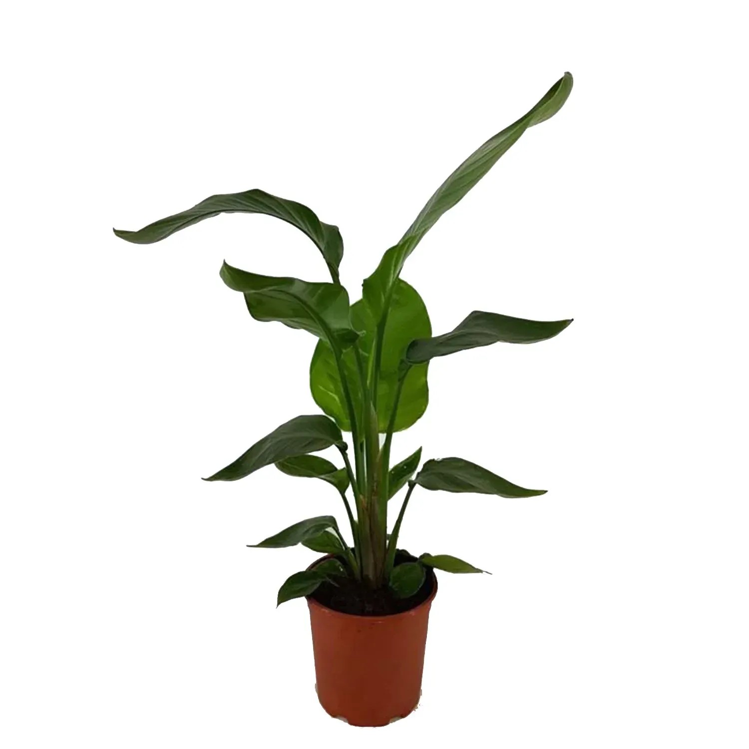 Strelicja biała (Strelitzia Nicolai) - don. 21 cm