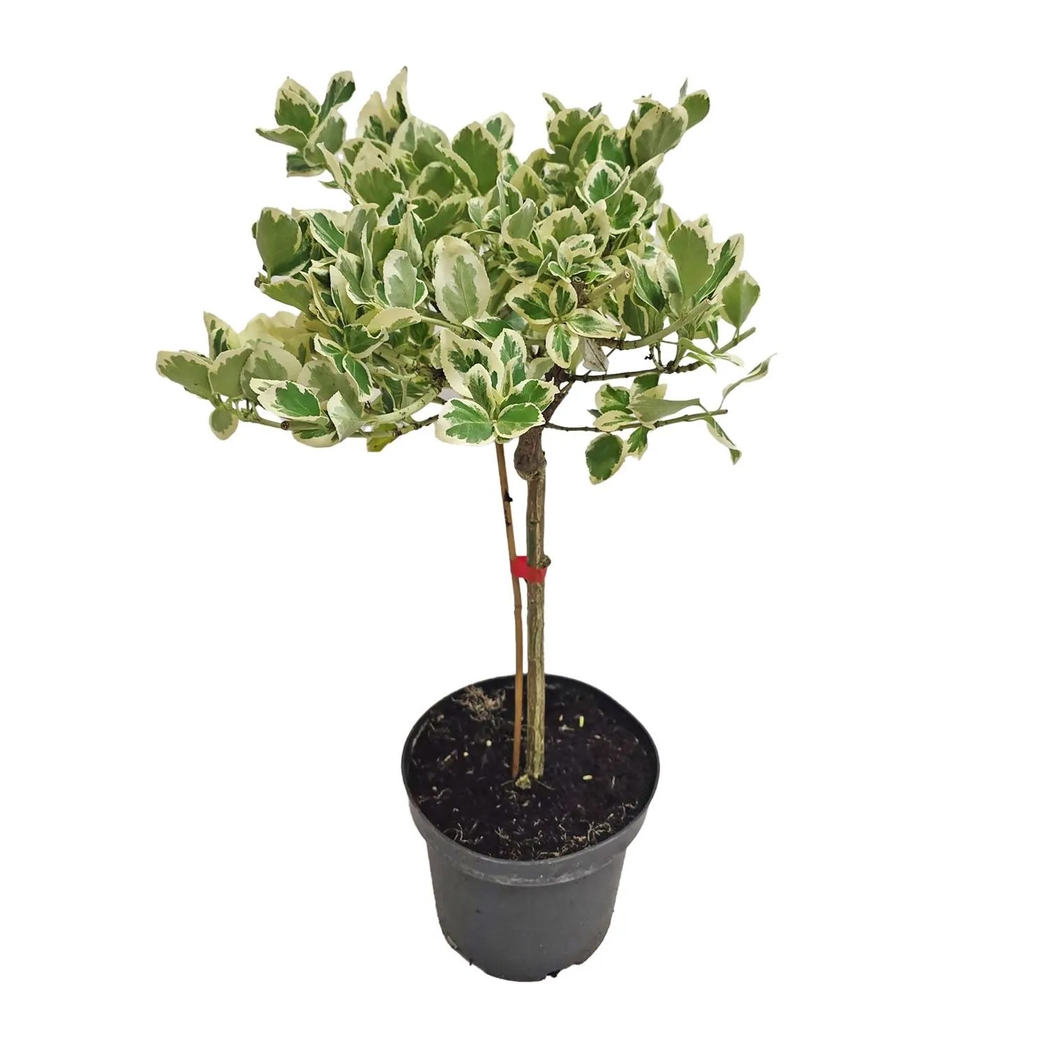 Trzmielina na pniu (Euonymus) don. 3 l