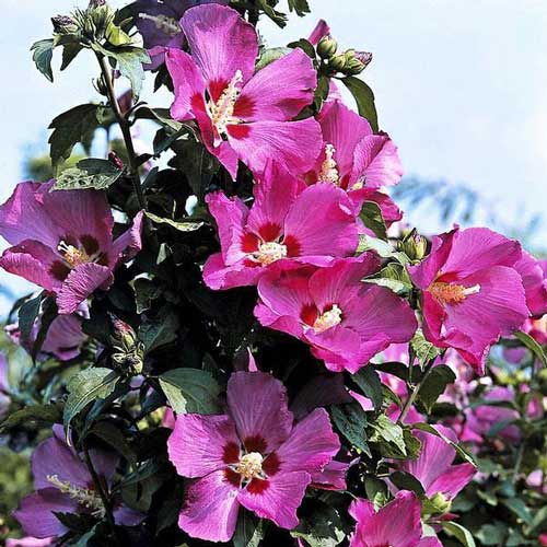 1 none, Hibiscus Roz Gigant - : Mod de ambalare: 1 none