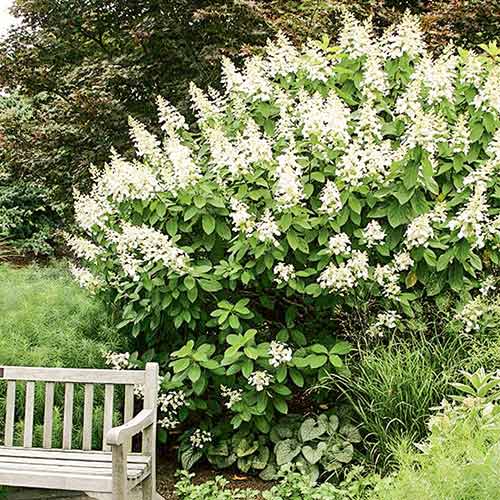 1 buc, Hortensia paniculată Tardiva - Răsaduri: Mod de ambalare: 1 buc