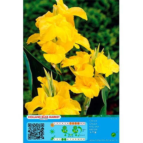 1 db, Kánna Yellow - Évelő: Mod de ambalare: 1 db