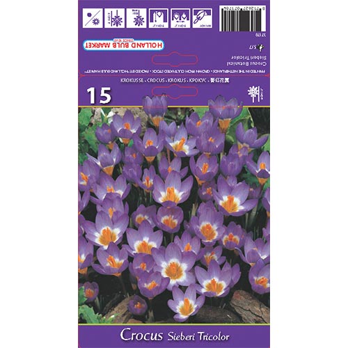 Crocus Sieberi Tricolor - Bulbos: Ilość w opakowaniu: 15 bulbe