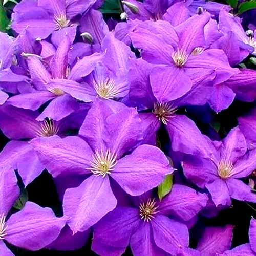 1 sadz, Clematis (Powojnik) Jackmanii - Sadzonki: Ilość w opakowaniu: 1 sadz