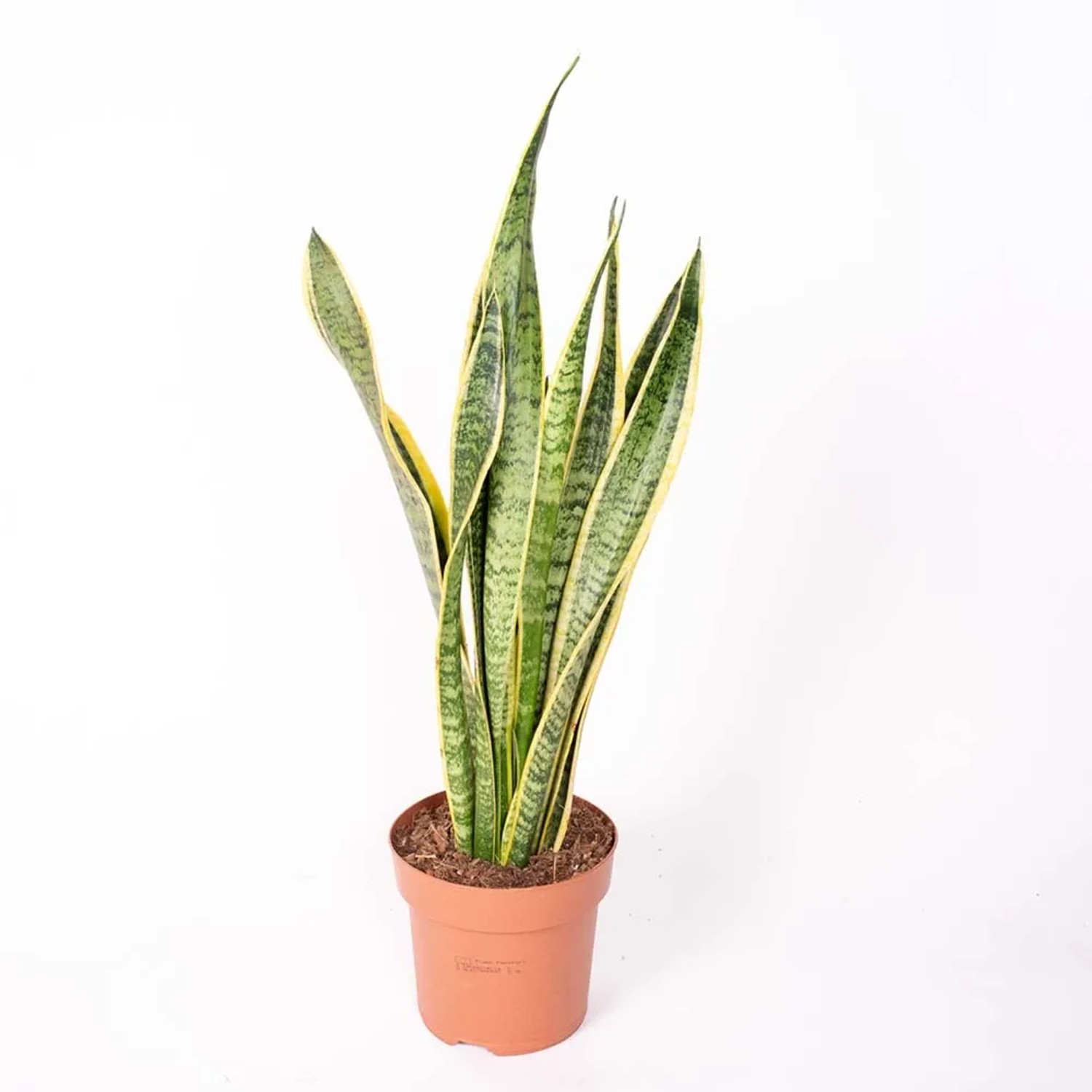 Roślina doniczkowa - don. 17-18 cm