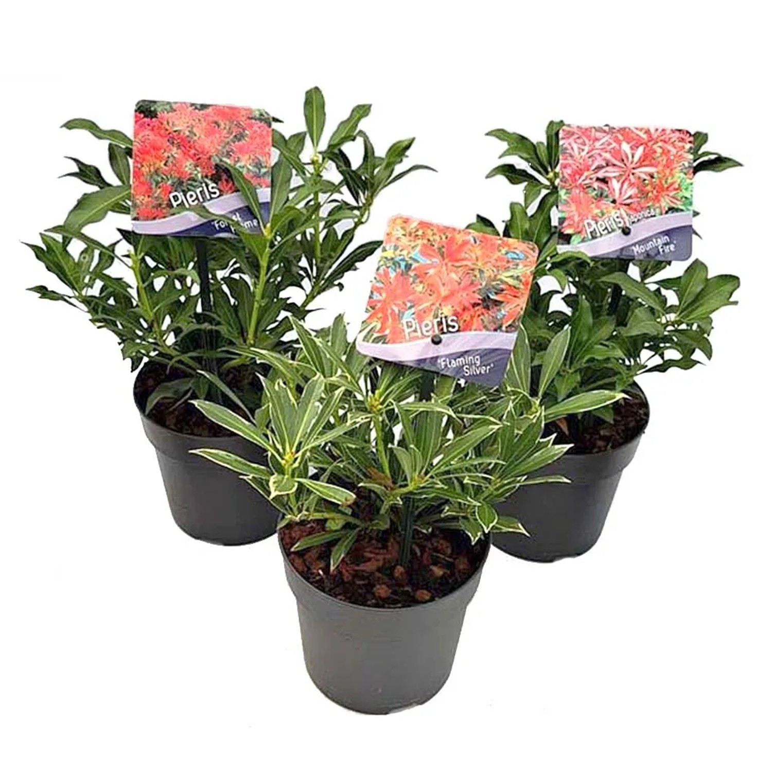 Pieris japoński mix - don. 13 cm