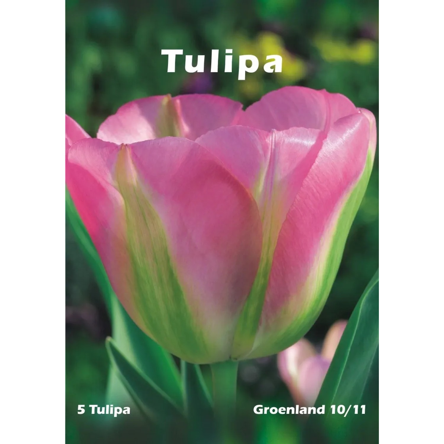 Tulipan odm. Groenland (Tulipa sp.)