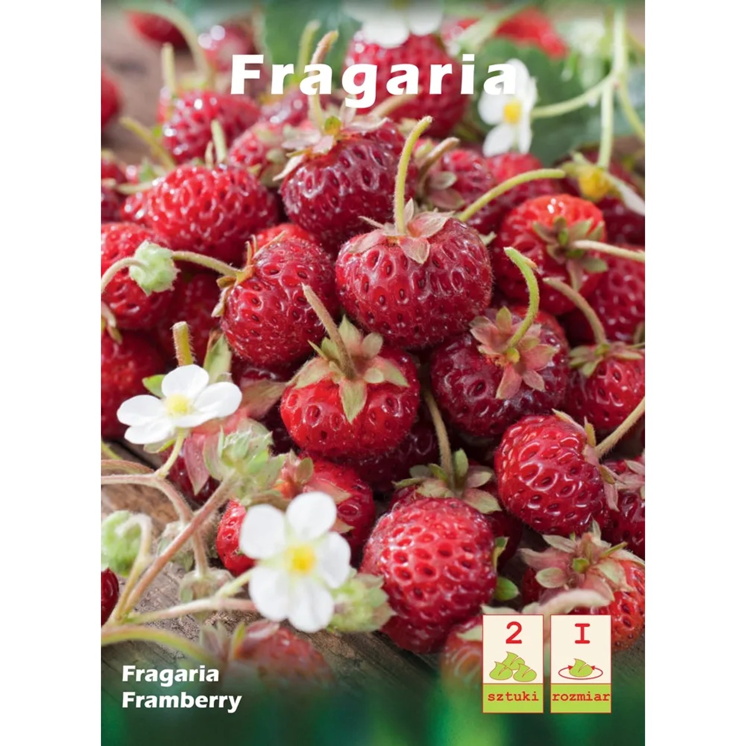 Truskawka Fragaria Raspberry 1szt.