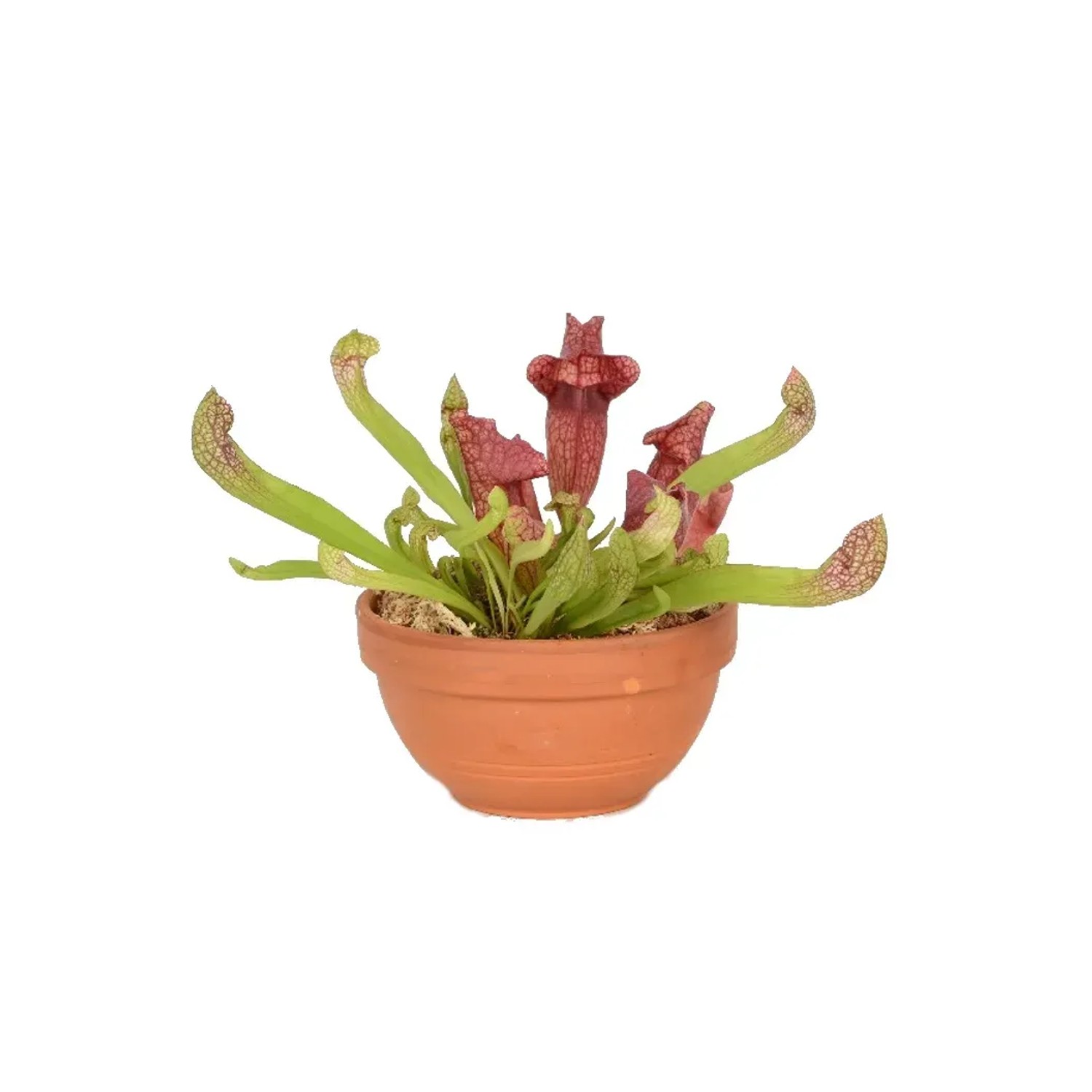 Rośliny owadożerne (Sarracenia) - don. 16 cm