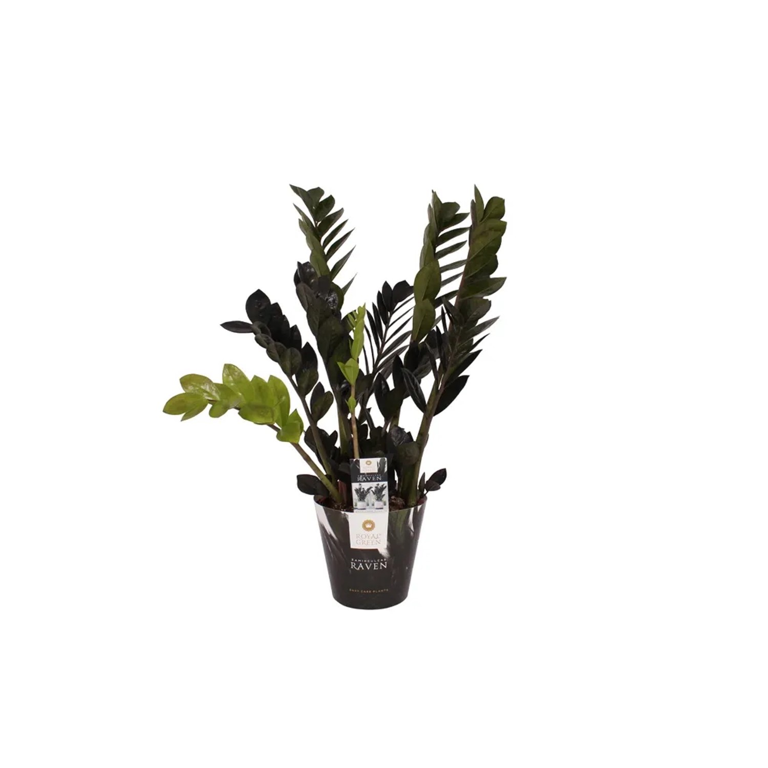 Zamiokulkas Raven (Zamioculcas) - don. 17 cm