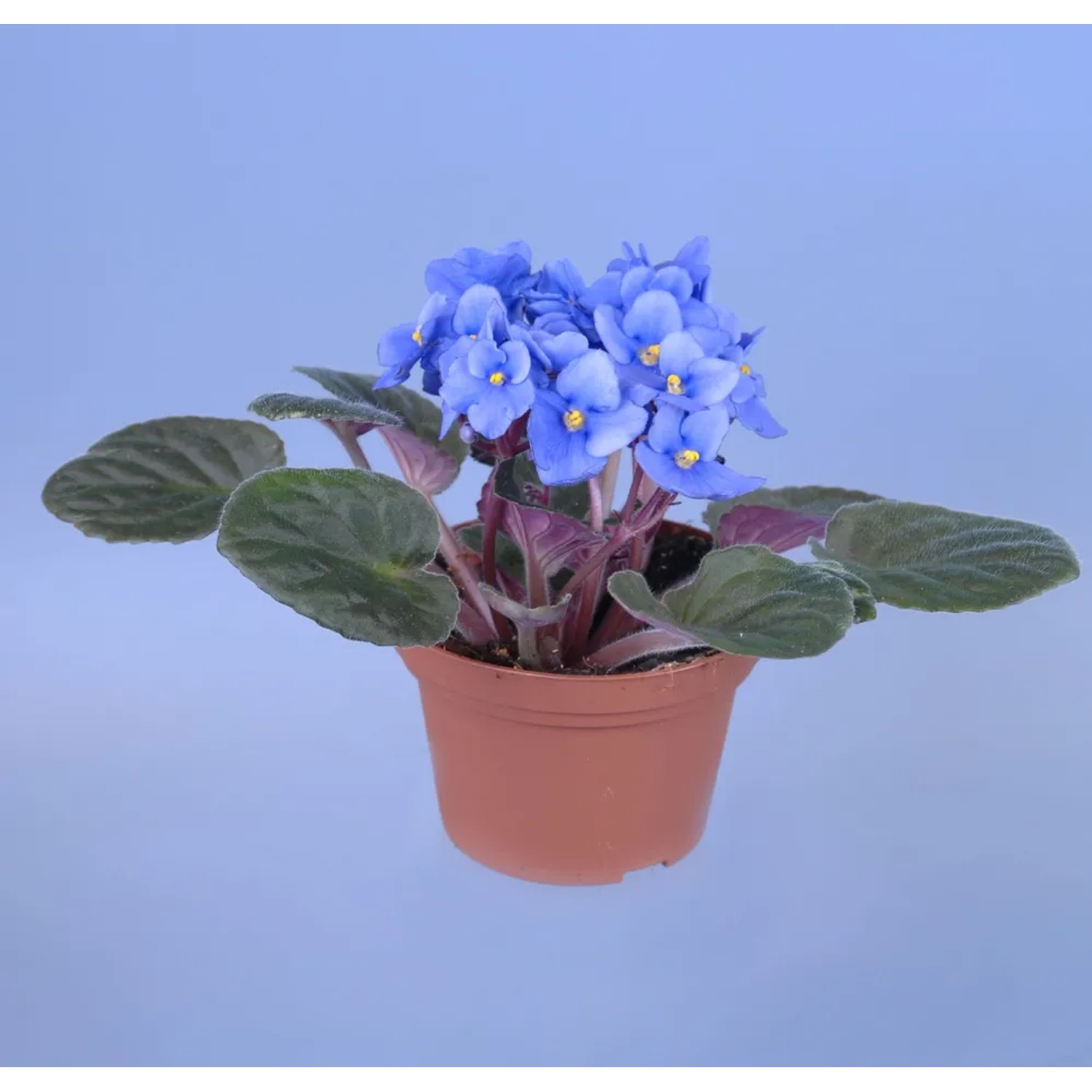 Saintpaulia j. niebieska wys. 20cm don. 12cm