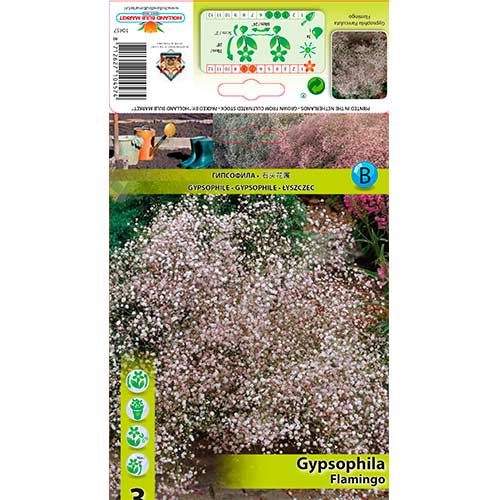 3 buc, Floarea miresei (gypsophila) Flamingo - Bulbi: Mod de ambalare: 3 buc