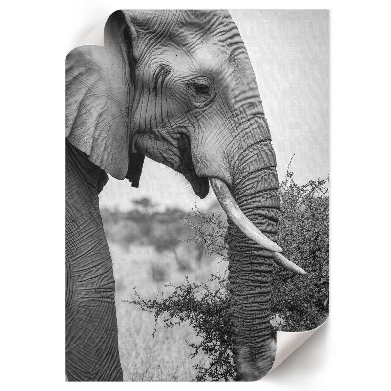 Plakat Do Kuchni ArtPrintCave 42x59,5 cm Słoń z profilu Nyra 1 szt.