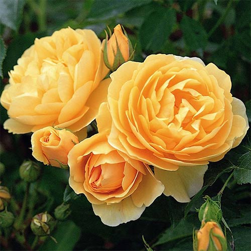 1 buc, Trandafir floribunda Amber Sweet Dream - Butași: Mod de ambalare: 1 buc