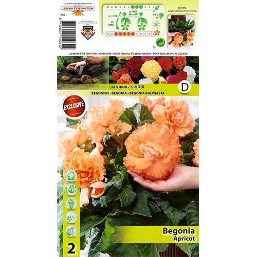 2 buc, Begonie Ruffled Apricot - Bulbi: Mod de ambalare: 2 buc
