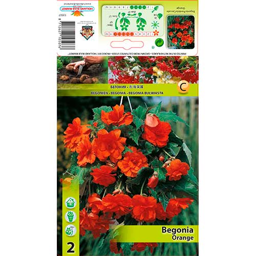 2 db, Csüngő begónia Orange - Évelő: Mod de ambalare: 2 db