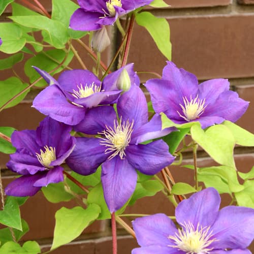 1 db, Iszalag (Clematis) Kaczynski - Palánták: Mod de ambalare: 1 db