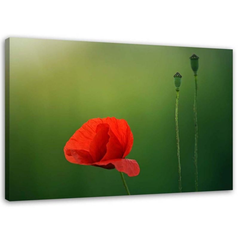 Obraz na płótnie Feeby Mak na zielonym tle 30x20cm 1szt