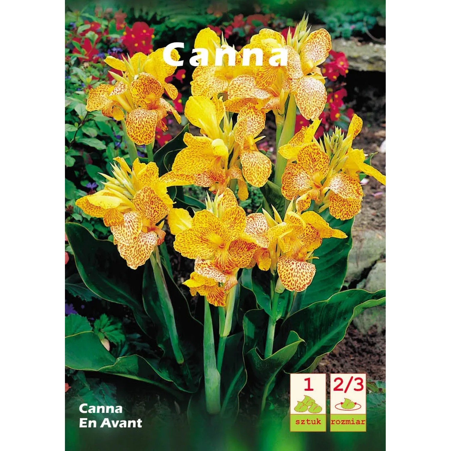 Canna En Avant 1szt