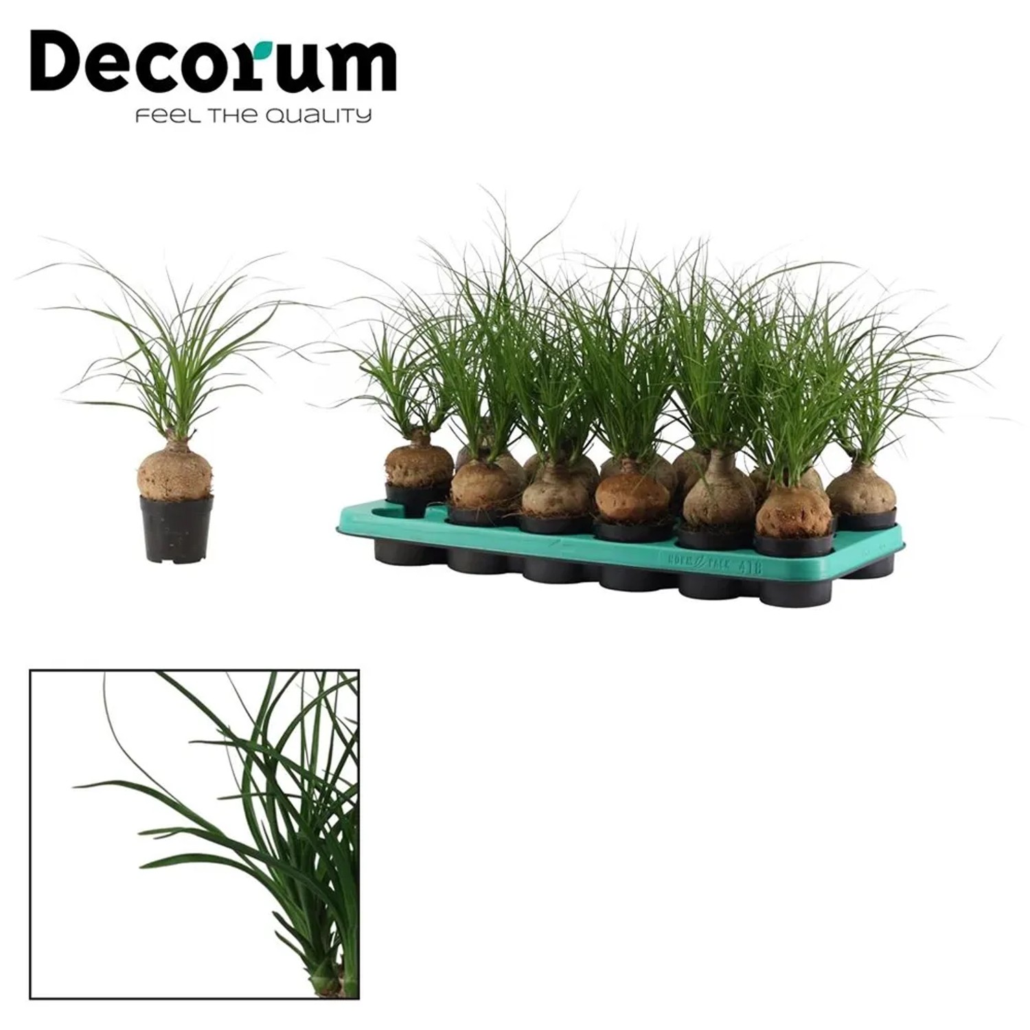 Beaucarnea recurvata wys. 18-25cm don. 9cm