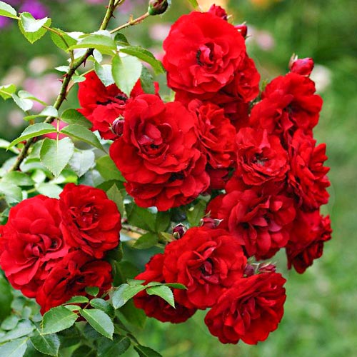 Ruža floribunda Little Buckaroo - : Monžstvo balíkov: 1 sad