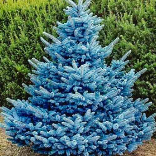 Smrek Majestic Blue, C2 - : Monžstvo balíkov: 1 sad