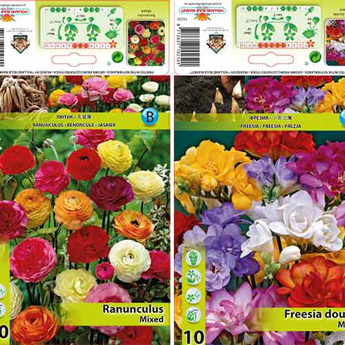 Super oferta! Zestaw Frezja, Jaskier 'Butterfly Beauty' - Cebule: Ilość w opakowaniu: 20 szt.