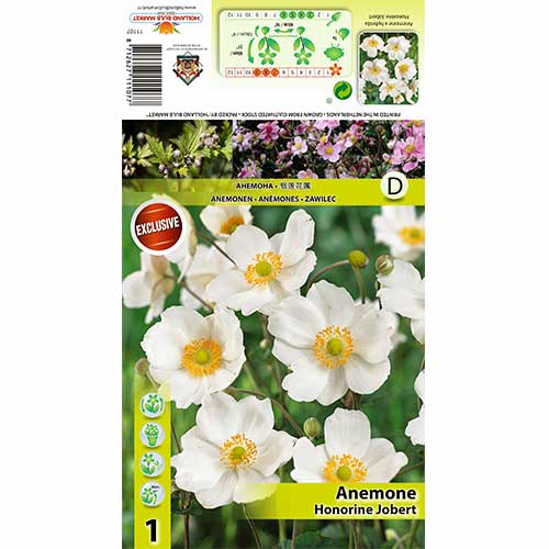 1 buc, Anemone Honorine Jobert - Bulbi: Mod de ambalare: 1 buc