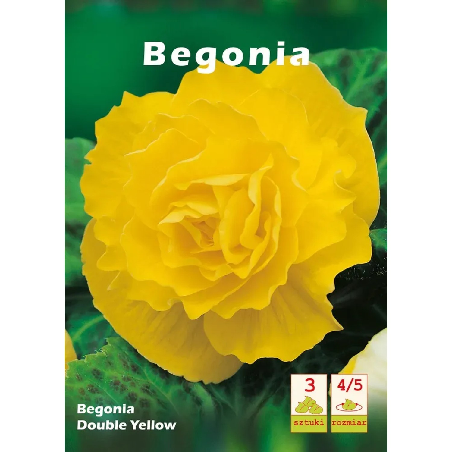 Begonia Double żółta 3szt 4/5