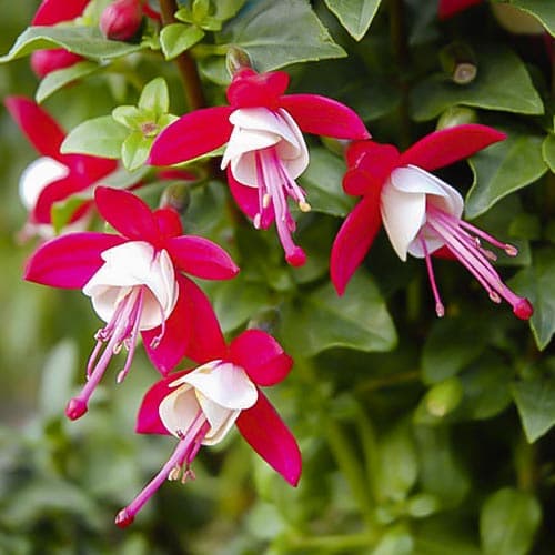 1 buc, Cerceluș (Fuchsia) Lay Tumb - Răsaduri: Mod de ambalare: 1 buc