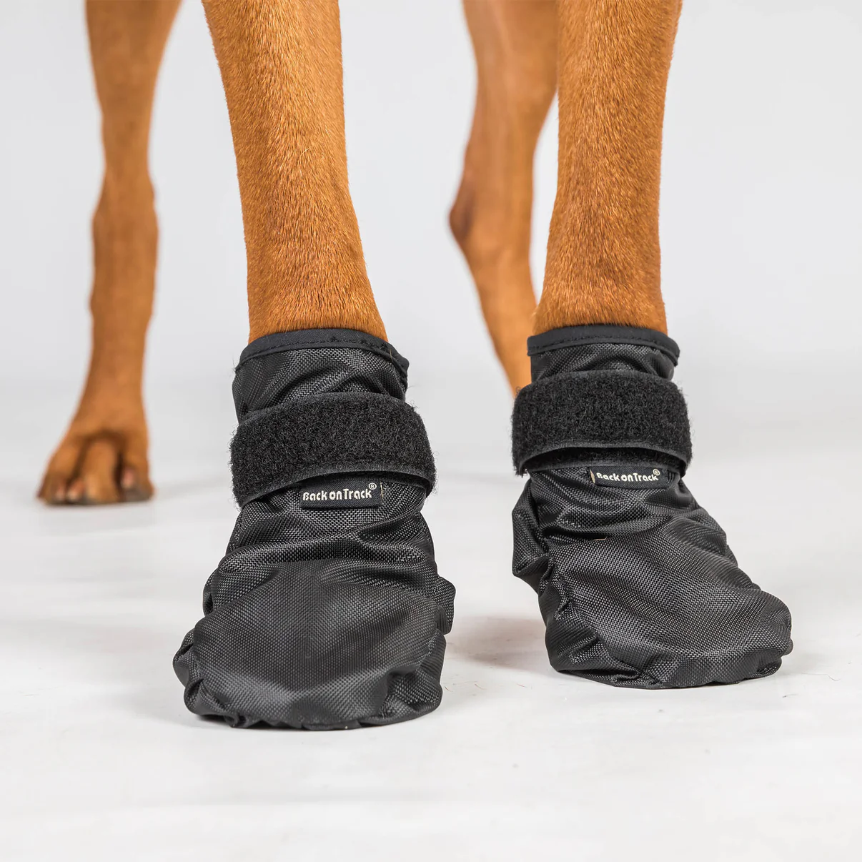 Back on Track buty dla psa Koda 24h