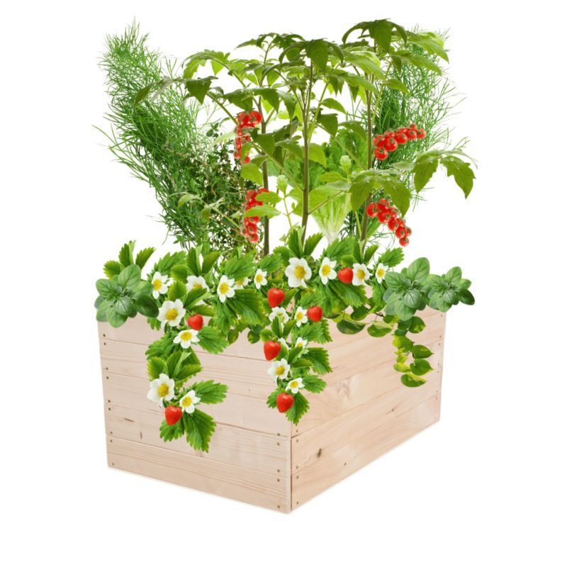 Warzywniak MODO24 grządka naturalne drewno 45x83x60 cm 1 szt.