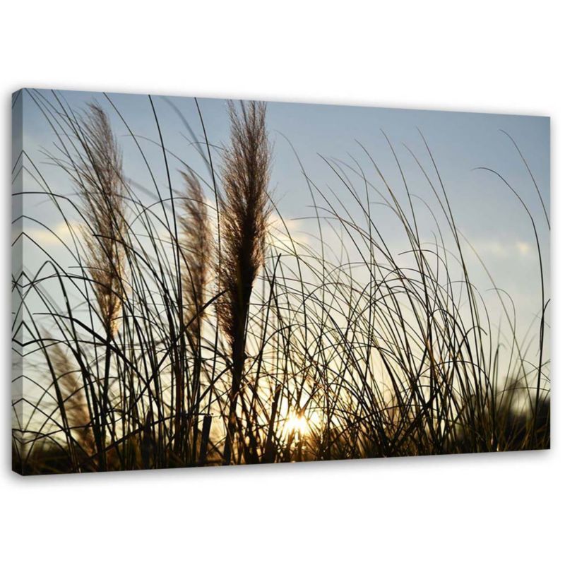 Obraz na płótnie Feeby Trzcina w słońcu 90x60cm 1szt