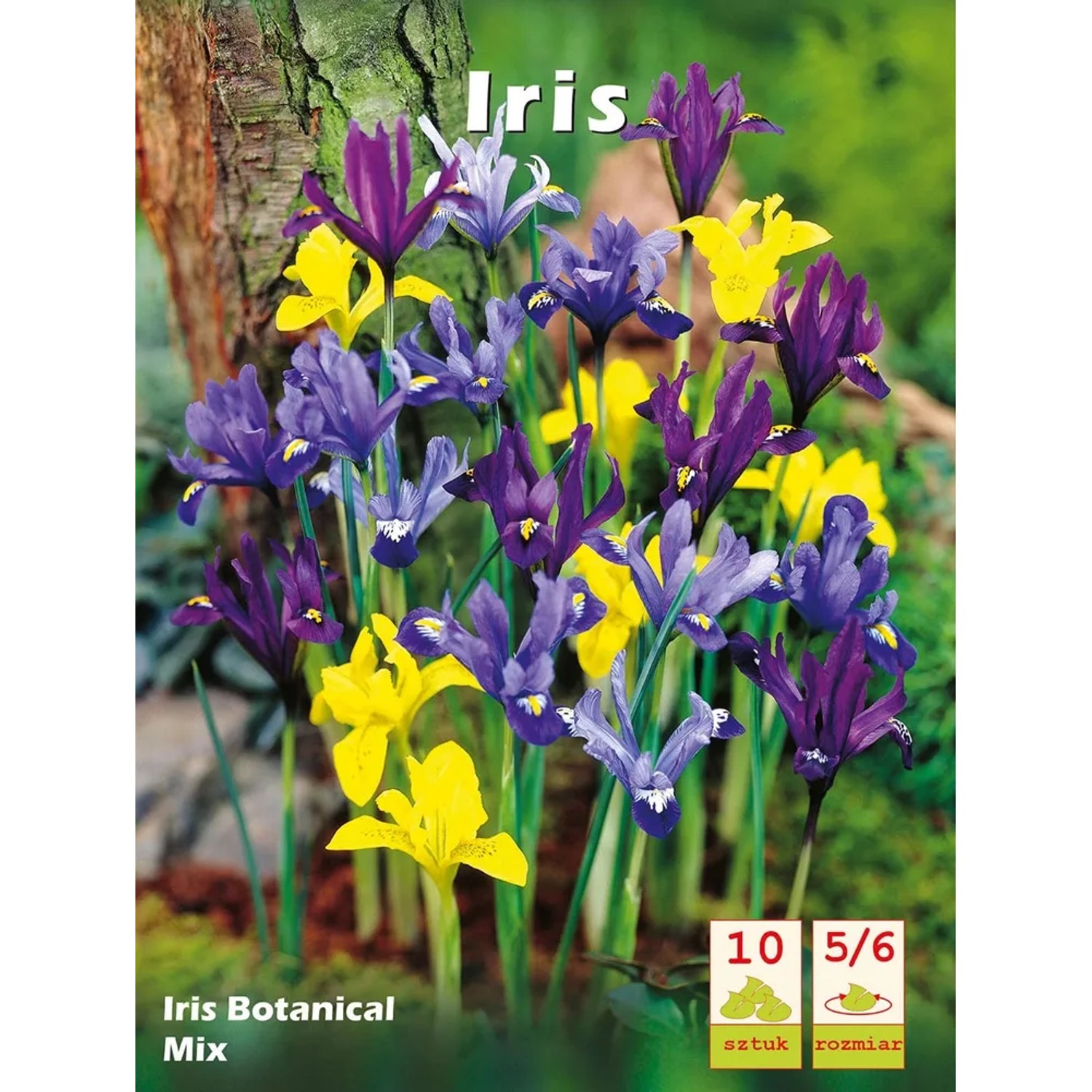 Irys (Iris Botanical) mix - 10 szt.