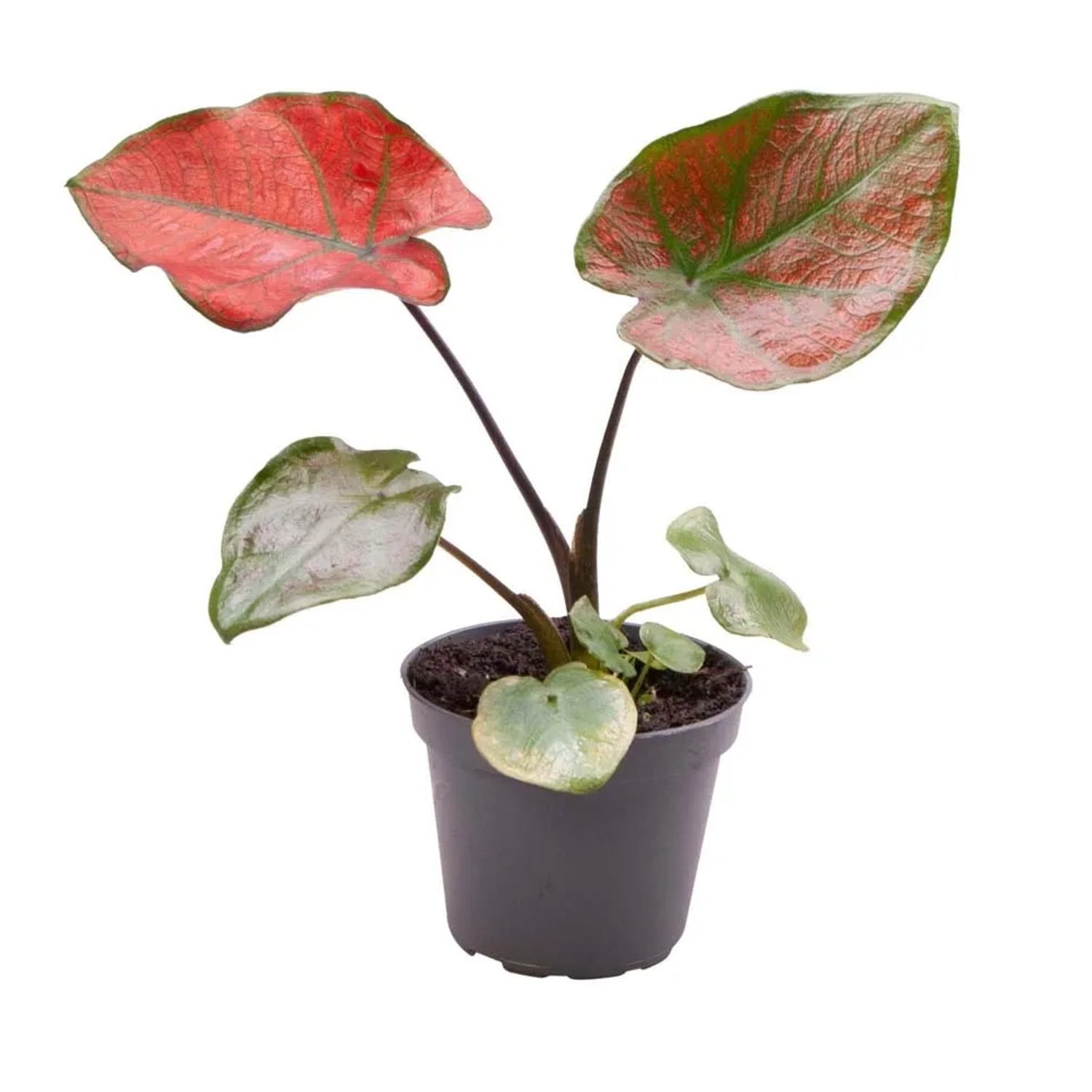 Caladium Valentina - don. 6 cm