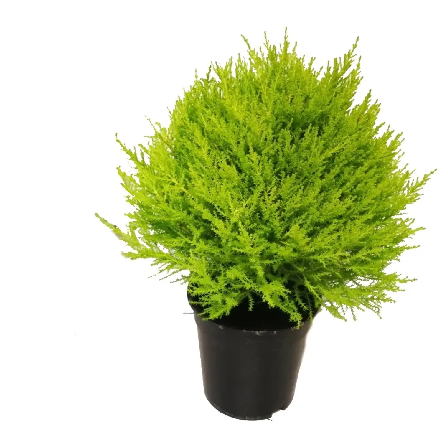 Cyprysik (Cupressus) Gold Crest Wilma stożek - don. 16 cm